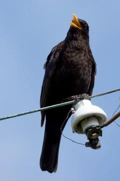 Singing Blackbird Foto stock