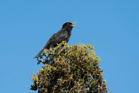 Singing blackbird in top of a tree Stock Photos