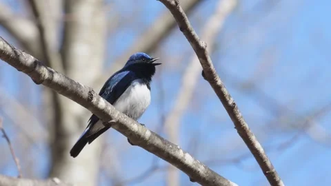 Singing Blue-and-White Flycatcher (with voice) Stock Footage 321717123