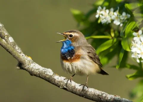 Singing Bluethroat on the bird cherry tree Stock Photos