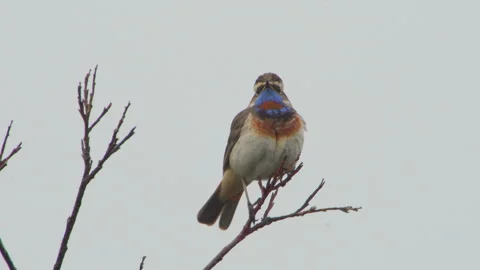 Singing Bluethroat Bird Video stock 243224809