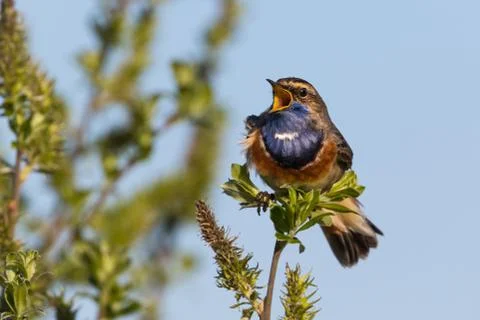 Singing bluethroat on a twig Stock Photos