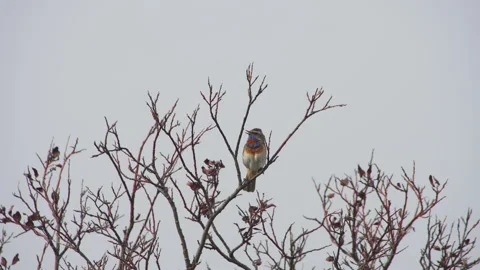 Singing Bluetroat Stockbeeldmateriaal 243224837