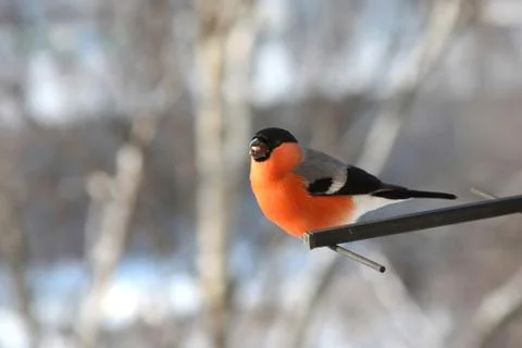 Singing bullfinch Stock Photos