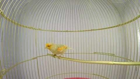 singing canary in a cage isolated on a ... | Stock Video | Pond5