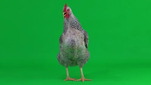 Chicken Green Screen Stock Footage ~ Royalty Free Stock Videos | Page 2