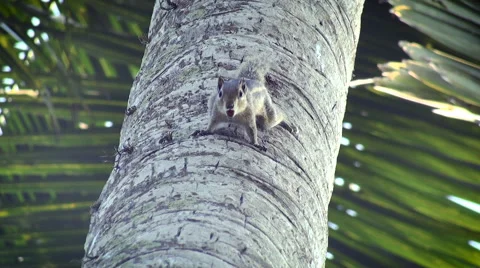 Singing chipmunk on a tree Stock Footage 67566571
