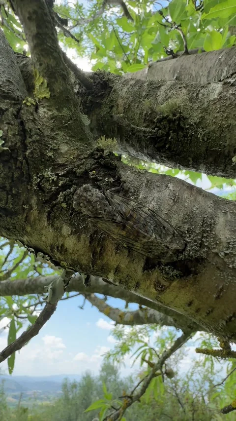 Singing Cicada on Almond Tree Branches Stock Footage 319077407
