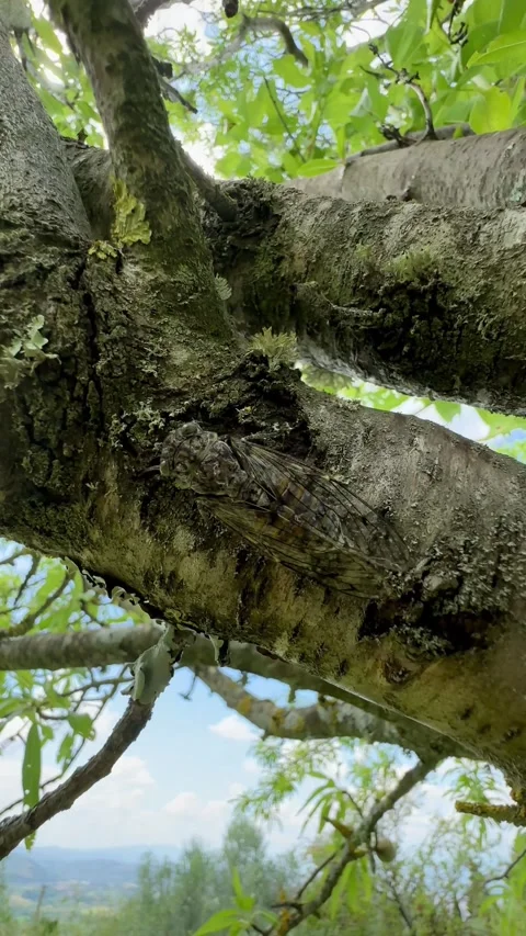 Singing Cicada on Almond Tree Branches Stock-Footage 319077526