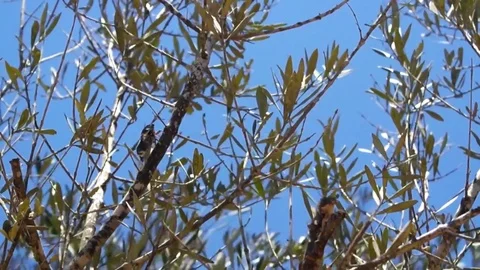 Singing a cicada Video stock 83921754