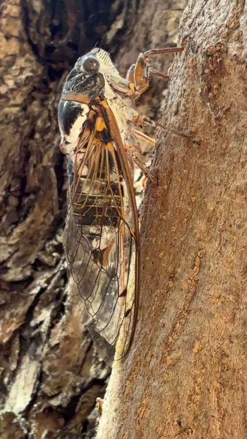 Singing Cicada Stock Footage 314274338