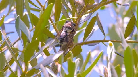 Singing cicada with olive leaves on background. Cicadidae on the tree trunk Stock Footage 116591606