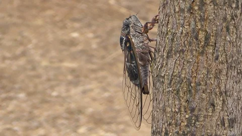 Singing cicada on tree, profile orbit view, left panning Stock Footage 93554113