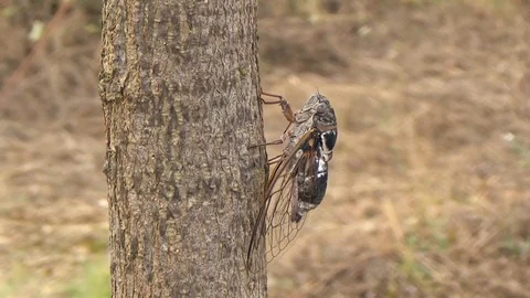 Singing cicada on tree, profile orbit view, right panning Stock Footage 93554117