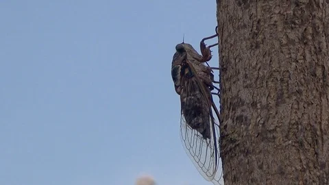 Singing cicada on tree, profile still view Stock Footage 93554167