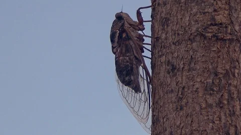 Singing cicada on tree, profile still view, zoom in Stock Footage