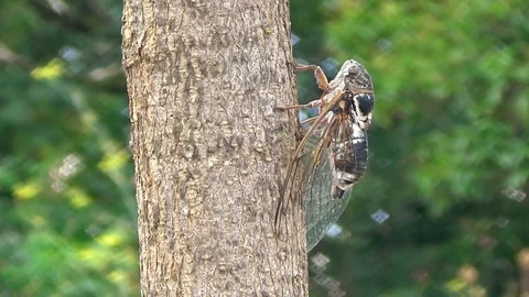 Singing cicada on tree, profile still view with green background Stock Footage 93554225