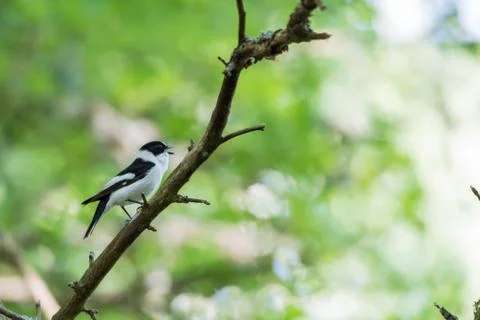 Singing Collared Flycatcher in a bright forest Stock Photos