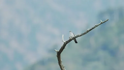 Singing Common cuckoo (with voice) Stock Footage 321716314