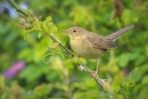 Singing Common Grasshopper warbler bird Locustella naevia in search for a m.. Stock Photos