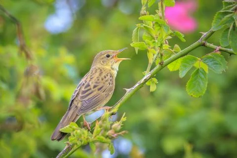 Singing Common Grasshopper warbler bird Locustella naevia in search for a m.. Stock Photos