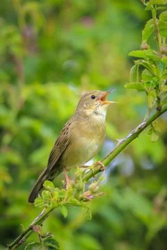 Singing Common Grasshopper warbler bird Locustella naevia in search for a m.. Stock Photos
