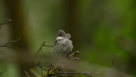 Singing common whitethroat Curruca communis Stock Footage 275818948