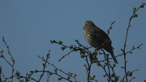 A singing Corn Bunting, perched on a tree. It looks around and fly's. Vídeo Stock 140451005