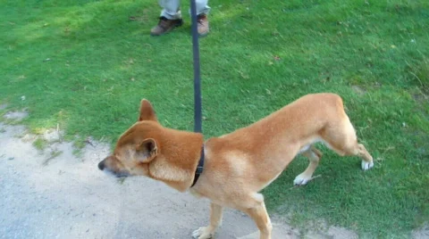 Singing dog Stock Footage 509339