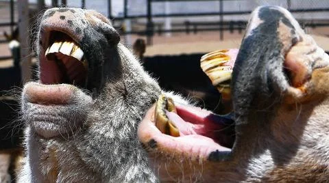 Singing Donkeys Stock Photos