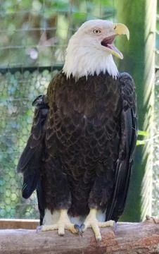 Singing eagle Stock Photos