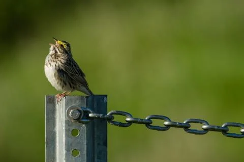 Singing even when chained Stock Photos