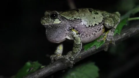 Singing Gray Treefrog Stock Footage 151181341