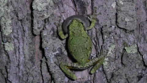Singing Gray Treefrog (Hyla versicolor) Stock Footage 151181619