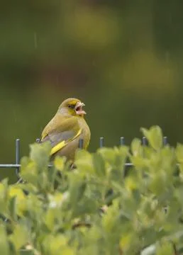 Singing Greenfinch on a Fence Stock Photos
