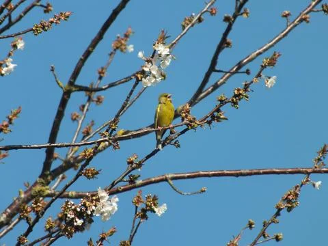 Singing Greenfinch Stock Photos