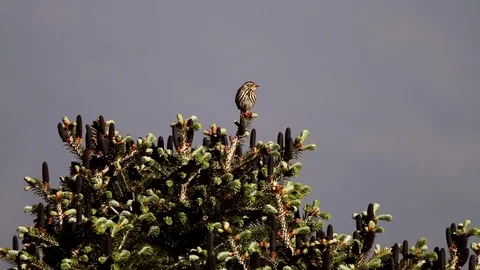 Singing Himalayan bird on a bush 스톡 동영상 102534546