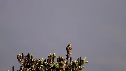 Singing Himalayan bird on a bush 스톡 동영상 102534565