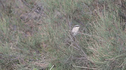 Singing Honeyeater perched and looking around Stock Footage 340557618