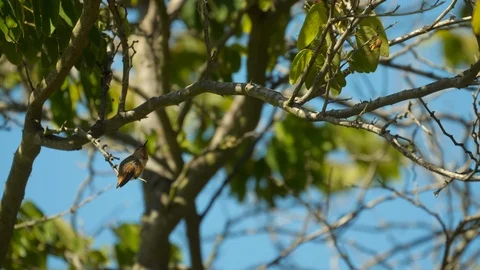 Singing Humminbird perched in a tree Video stock 99969830