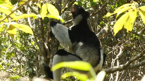 Singing Indri sits in the tree and answers the callings of his fellows Stock Footage 63208419