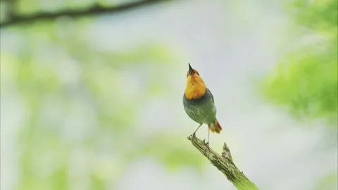 Singing japanese robin (with voice) Stock Footage 321716409