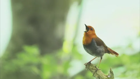 Singing japanese robin (with voice) Stock Footage 321716539