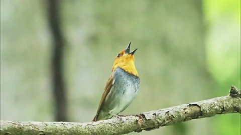 Singing japanese robin (with voice) Stock Footage 321716628
