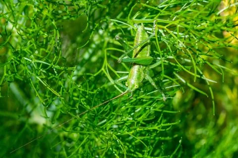Singing locust Foto stock