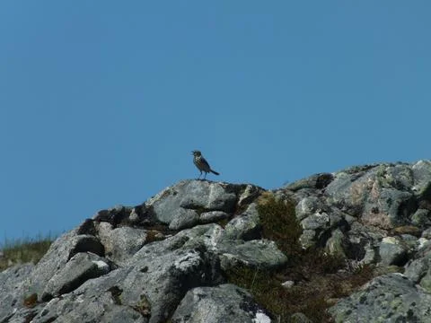 Singing Meadow Pipit Stock-Fotos
