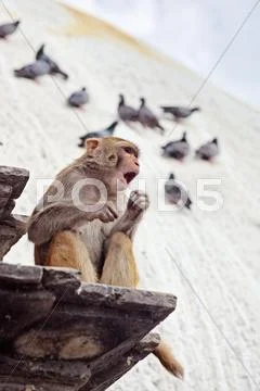 The singing monkey, nepal Stock Photos