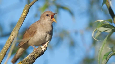 Singing nightingale bird chirping in spring. Thrush nightingale song Stock Footage 89483985