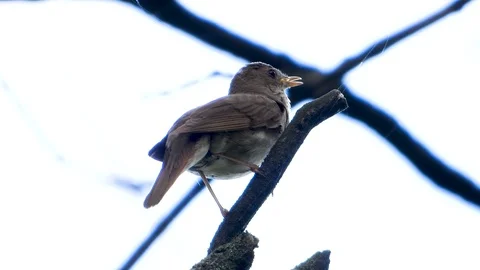 Singing nightingale on a branch on a white background Stock Footage 112980313