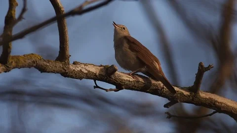 Singing nightingale Video stock 69912886